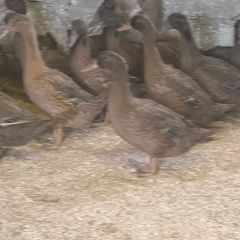 Khaki Campbell Female Ducks