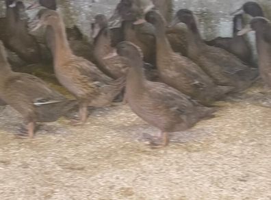 Khaki Campbell Female Ducks