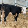Hereford and Simmental Heifers Image 9