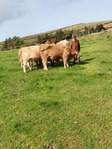 Heifers