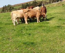 Heifers