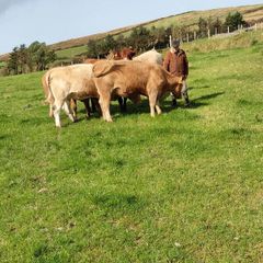 Heifers