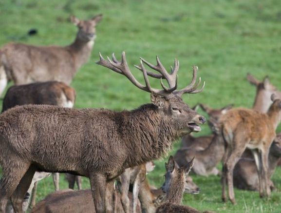 North Wicklow farm and deer reduction service
