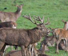 North Wicklow farm and deer reduction service