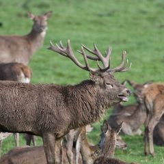 North Wicklow farm and deer reduction service