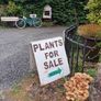 Evergreen Shrubs, Garden Plants Image 3