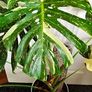 Very large Monstera Thai Constellation plant Image 2