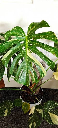 Very large Monstera Thai Constellation plant