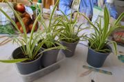 plant spider plant
