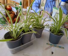 plant spider plant