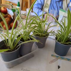 plant spider plant