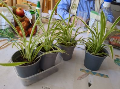 plant spider plant