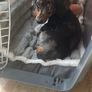 dog crate Image 3