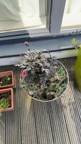 5 plants and garden stuff