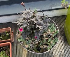 5 plants and garden stuff
