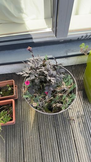 5 plants and garden stuff