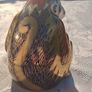 Royal Crown Derby Porcelain Paperweight Image 3