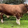 Simmental Bulls Image 6