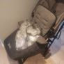 silvercross buggy Image 4