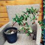 Hypericum plant in a pot Image 2