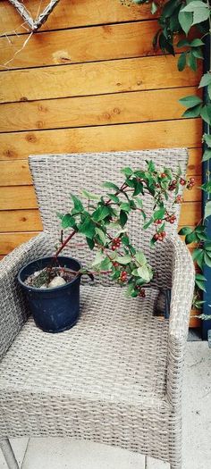 Hypericum plant in a pot