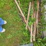 timber Image 2