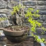 Bonsai Image 3