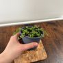 String of pearls house plant Image 2