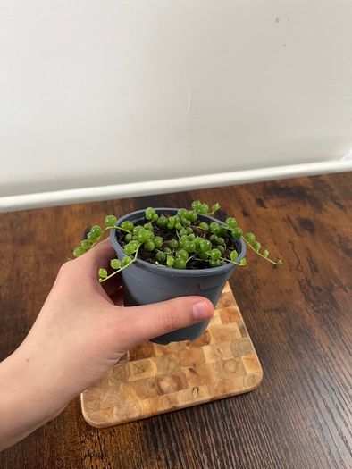 String of pearls house plant