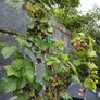 Mature Blackcurrant Plant Image 2