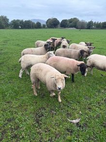 Three year old breeding Ewes