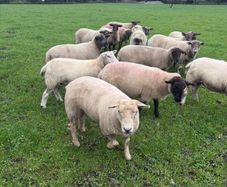 Three year old breeding Ewes