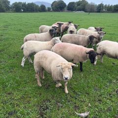 Three year old breeding Ewes