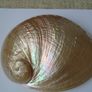 Large shell, Home decor, Trinket dish, Display, Ornament,Gift Image 4