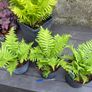 ostrich fern - matteuccia struthiopteris Image 4
