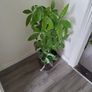 Pachira planter Image 5