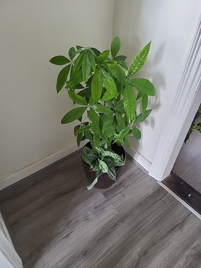 Pachira planter