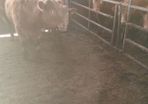 3 yearlings