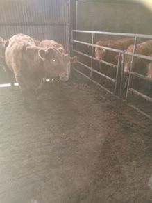 3 yearlings