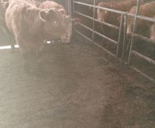 3 yearlings