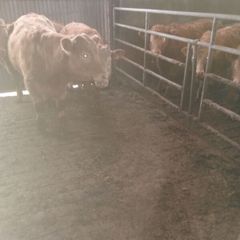 3 yearlings