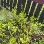 Griselinia potted hedges for sale Image 2