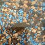 fish tank Image 3