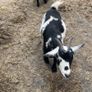 x2 Pygmy Goats Image 4