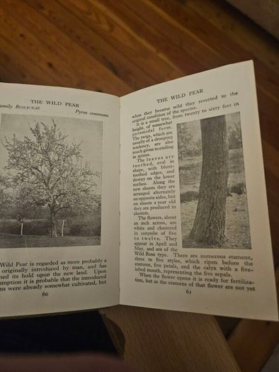 The Observer's Book Of Trees. Minature 1968 Hardback In Good Condition.  See Photos For Same.