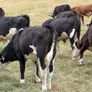 40 Hereford Bulls Image 8