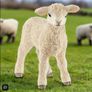 Schleich Lamb Animal Figure Image 7