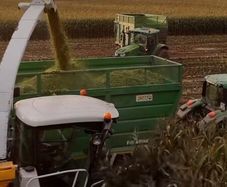 Maize