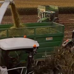 Maize