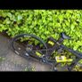 Triathlon bike Image 4